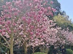 -雁南飞茶田景区