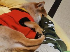 -逗柴咖啡屋·狗咖猫咖宠物桌游