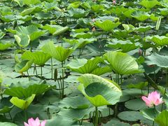 -大兴滨河森林公园