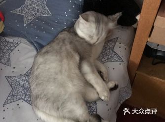 我：宝宝，宝宝 宝宝：喵，嗯嗯嗯嗯，哼哼唧唧