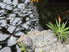 -广州白天鹅宾馆