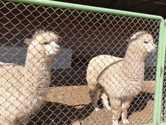 -御道口草原森林风景区-游客咨询处