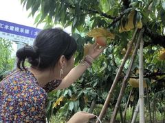 -南汇水蜜桃采摘(大团店)