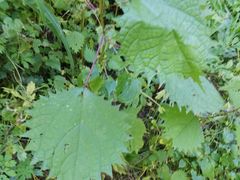 -碓臼峪自然风景区