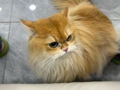 -爱洗澡的猫(天河路店)