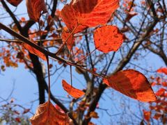 -北京西山国家森林公园