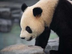 -都江堰中华大熊猫苑