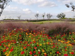 -海上花岛玫瑰园采摘