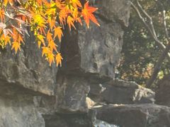 -秋霞圃
