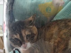 -瑞派宠物医院·中兽医专科(中央商城分院)