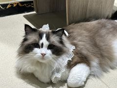 -藏猫猫咖啡主题馆(中央大道店)