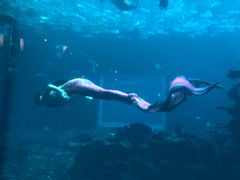 -海棠湾洲际-涛·海底餐厅·美人鱼·自助餐·海底隧道
