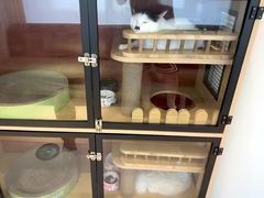 -御宝贝·A梦猫科宠物医院(国际猫友好医院)