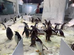 -大连圣亚海洋世界