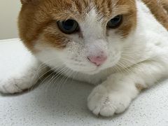 -柏萃动物医院·骨科·牙科