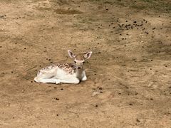 -鄂尔多斯野生动物园