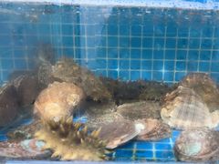 -宾朋海鲜饭庄(兴海路店)