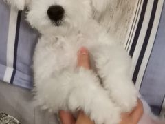-博特宠物医院24h犬猫全科.骨科·异宠