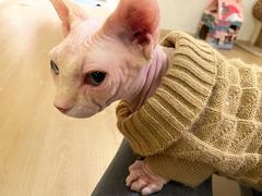 -猫腻·猫咖·撸猫馆(星光大道店)