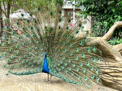 -汕尾铜鼎山旅游区