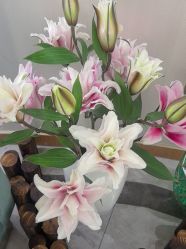 -雅曼妮spa美容养生