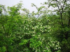 -阳台山自然风景区
