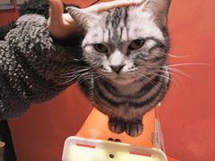 -猫色咖啡·猫咖