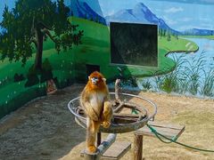 -西霞口神雕山野生动物世界