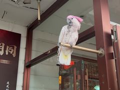 -大胡同天津菜·海肠捞饭·津门皮皮虾锅贴一绝(西姜井店)