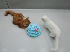 -糯米喵星人·撸猫猫舍咖啡馆(西市场嘉华店)