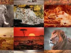 -罗红摄影艺术馆