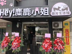 -1013 PET SHOP精品宠物商店(丁香店)