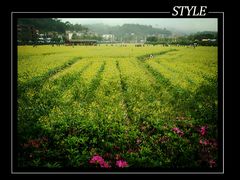 -红山村
