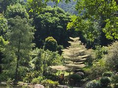 -深圳仙湖植物园
