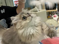 -momokira米努特·德文卷毛猫·棉花面纱犬