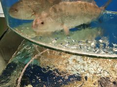 -沿海渔家院蒸汽海鲜·东北菜(东戴河店)