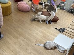 -1013 PET SHOP精品宠物商店(丁香店)