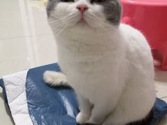 -小波紫炸鸡(水围店)