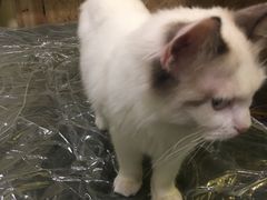 -猫色咖啡·猫咖