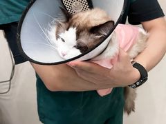 -瑞派康怡24h宠物医院·犬猫医疗中心·微创绝育(瑞景分院)