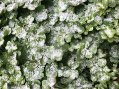 -星巴克臻选(青岛麦凯乐分店)