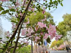-顾村公园