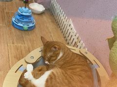 -联合动物医院(光谷诊疗中心)