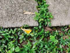 -绍兴镜湖国家城市湿地公园