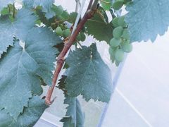 -洪湖家庭农场·团建·露营·会议