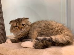 -安格丽娜·狗咖·猫咖羊驼咖(春熙路百盛商场店)