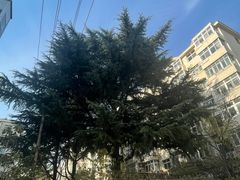 -绿堤公园