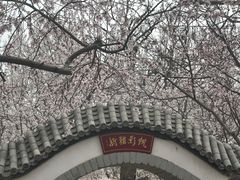 -桃花堤公园