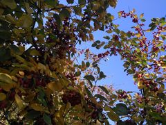 -大兴滨河森林公园