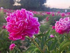 -国家植物园